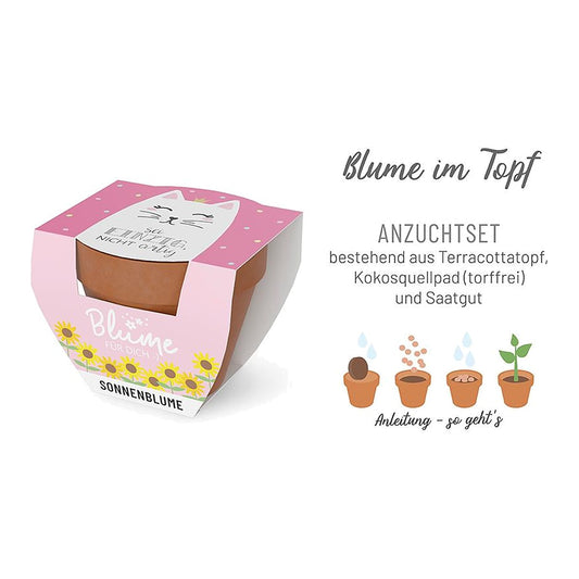 Blume FD D5,5H5 Katze – Blume von la vida