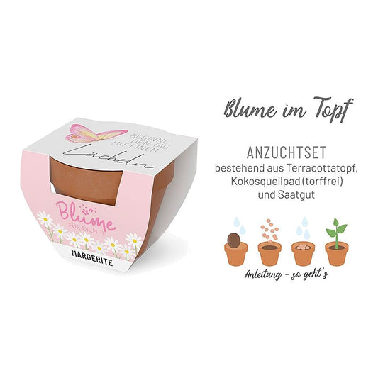 Blume FD D5,5H5 Lächeln – Blume von la vida